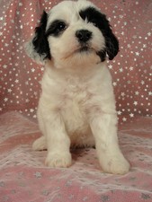 Male Cockapoo Puppy for Sale #24 Born August 10, 2011